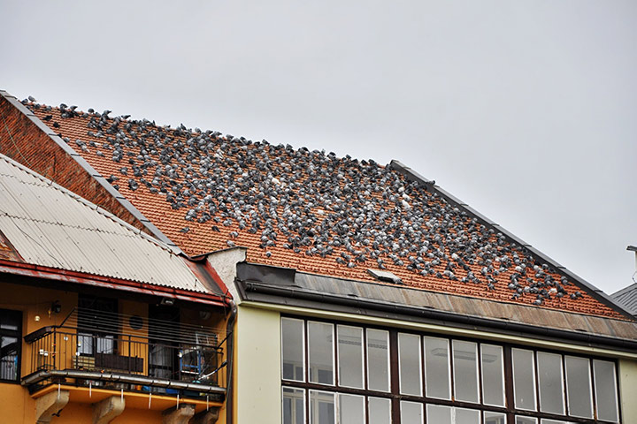 A2B Pest Control are able to install spikes to deter birds from roofs in Audenshaw. 