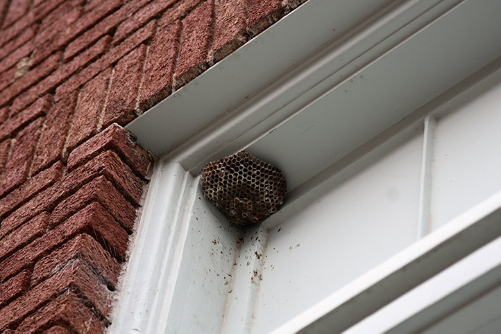 We provide a wasp nest removal service for domestic and commercial properties in Audenshaw.